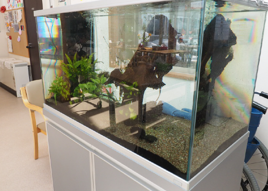 入り口すぐにある水槽で大きな魚で癒やされます